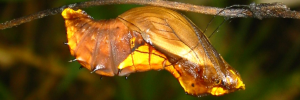 Pupae